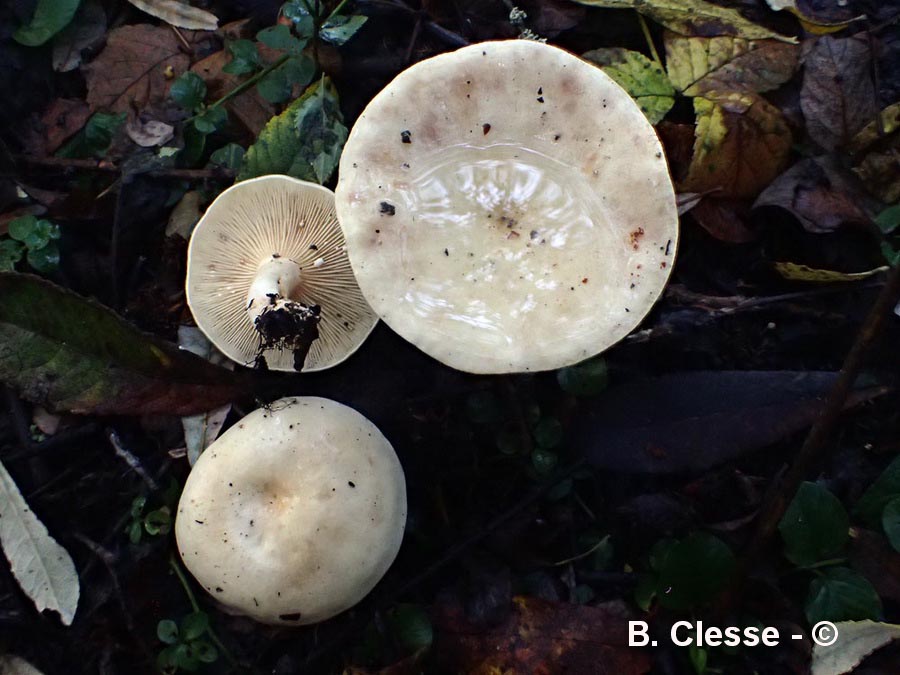 Lactarius aspideus